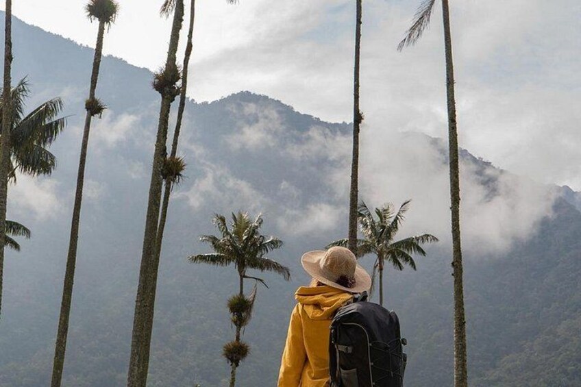 A person in a yellow jacket and straw hat standing among tall palm trees with a mountainous backdrop. 1