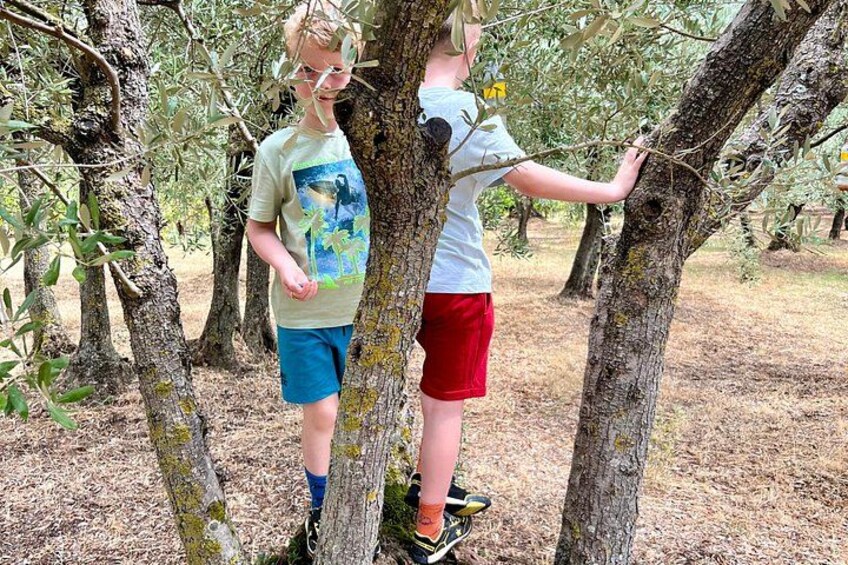 Dos niños explorando un olivar con árboles y ramas. 4
