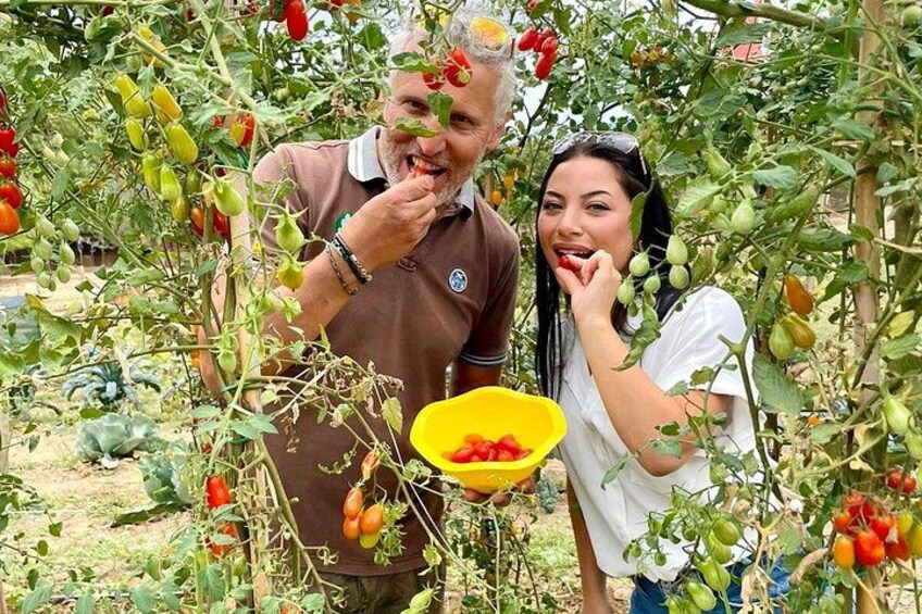 Dos personas cosechando tomates de un huerto. 2