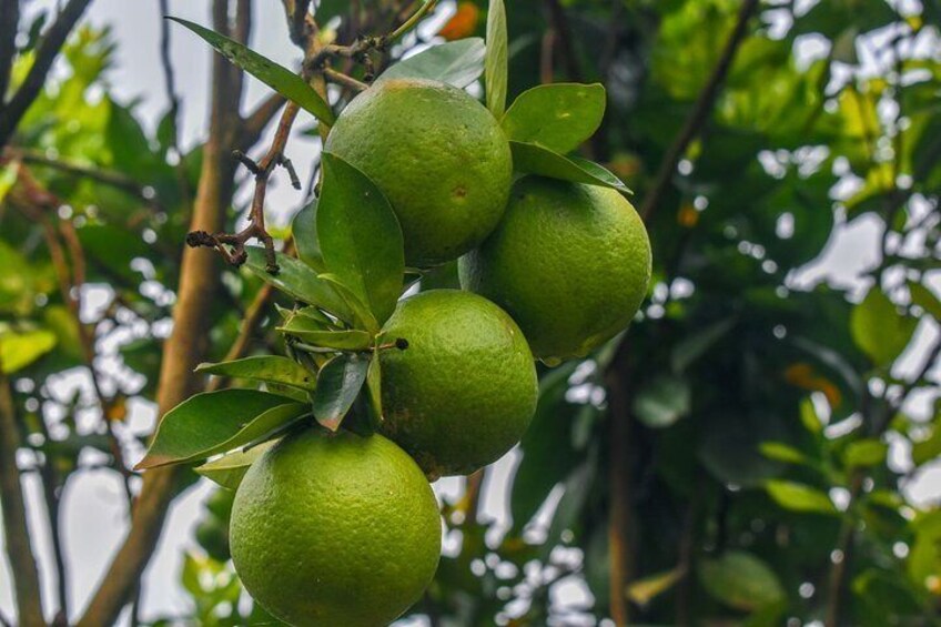 Taste these organic fruits 5