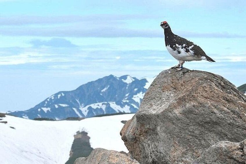 A bird perched on a rock with a snowy mountain range in the background. 4