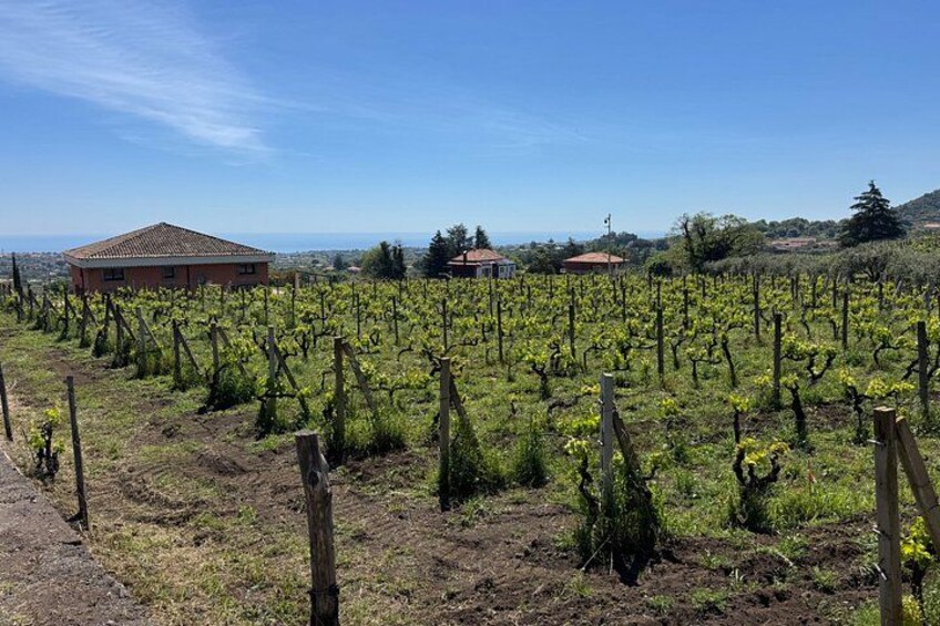 Etna Wine Tour : The Best Wineries from Taormina & Catania 4