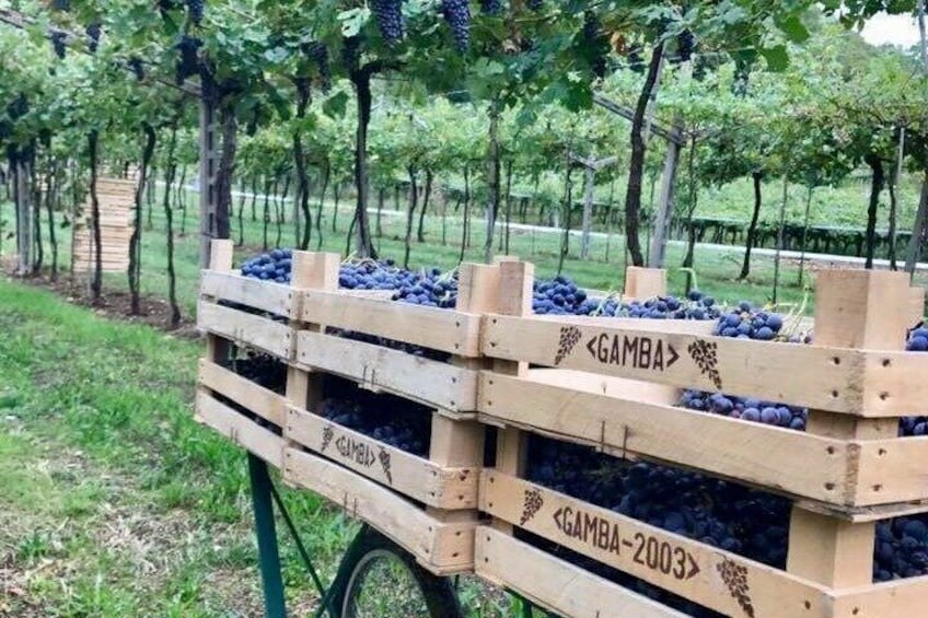 Amarone Wine Tasting from Verona 2