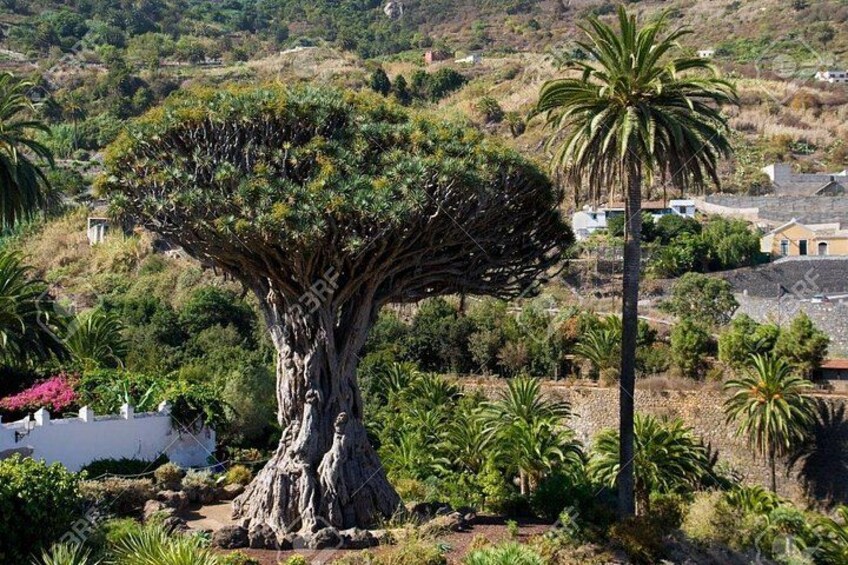 3000 year old dragon tree in Icod 5