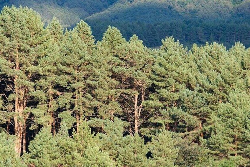 Pine forest passing Vilaflor 2