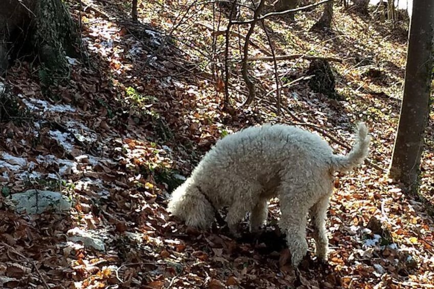 Truffle Hunting and Lunch Experience in a Restaurant 3