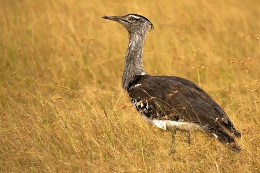 Un oiseau se tient debout dans un champ d’herbe haute. 1
