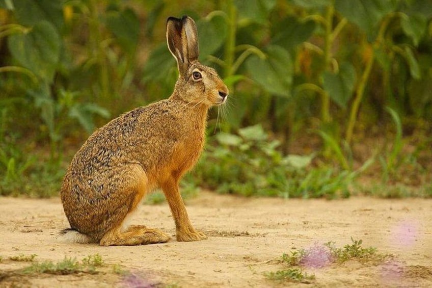 A brown hare sitting on sandy ground with green foliage in the background. 3