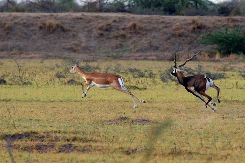 Deux antilopes courant dans un champ d’herbe. 3