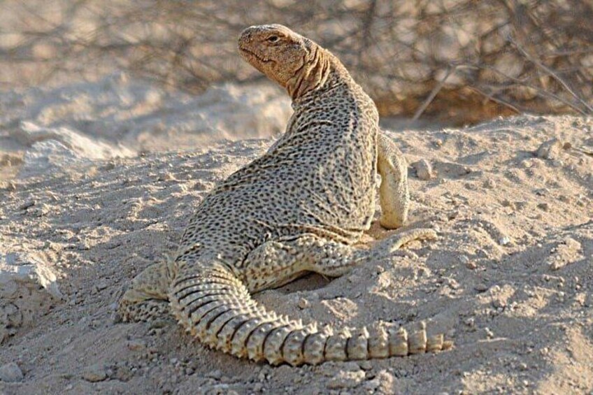 A lizard on sandy terrain with sparse vegetation. 2