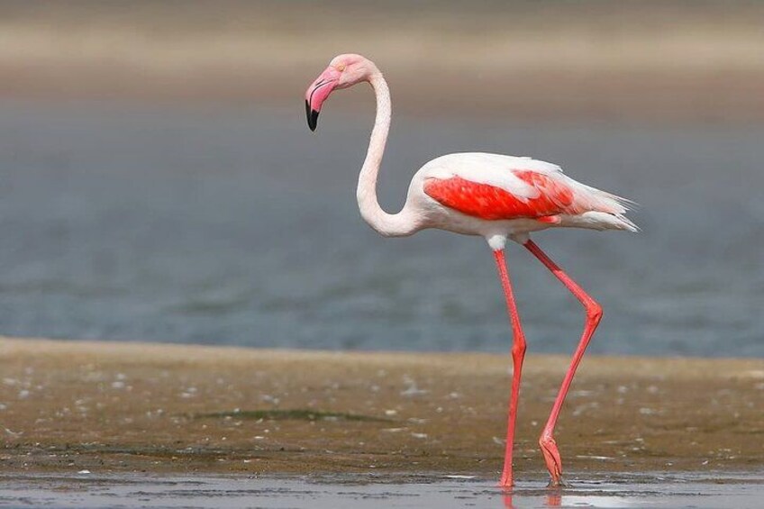 En flamingo som står i grunt vatten med en suddig bakgrund. 3