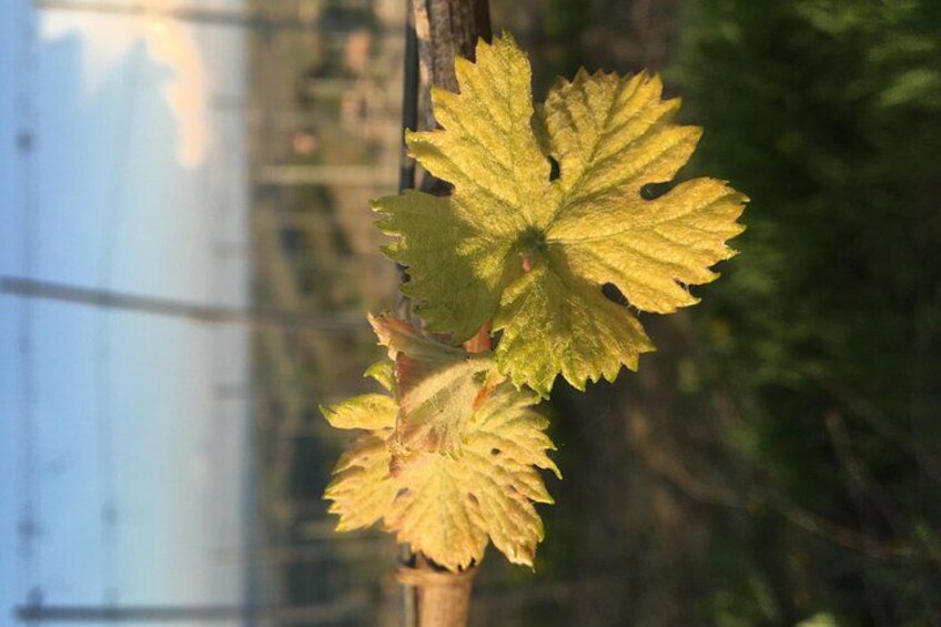 A close-up of a grapevine with yellowing leaves, set against a blurred background of a building and power lines. 2