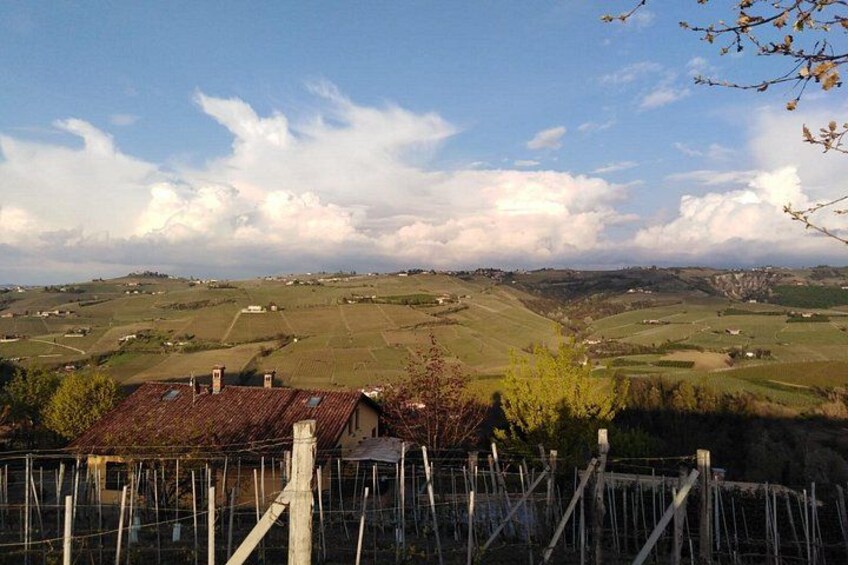 Abellonio Cascina Piccaluga - visit to the vineyards, to the wine tasting cellar 4