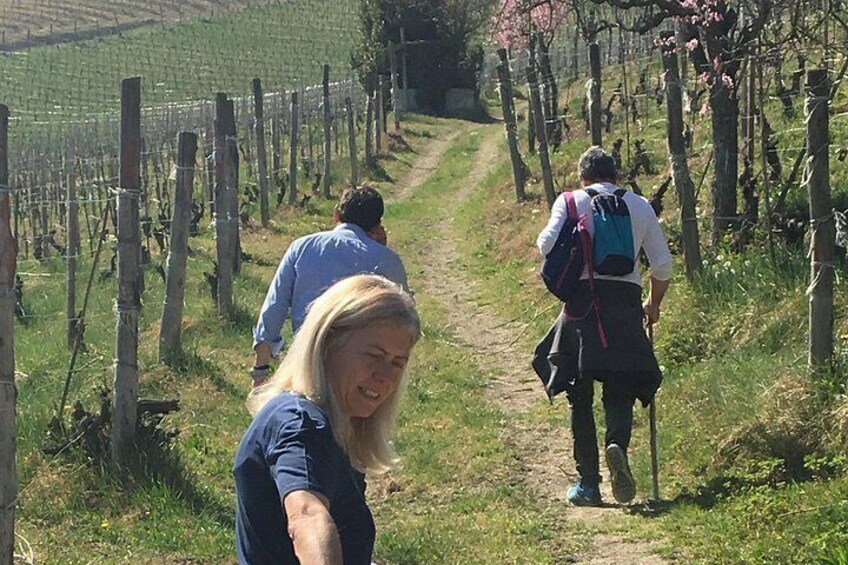 A vineyard path with people walking. 2