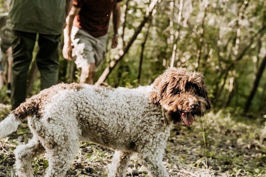 In search of the Alba Truffle - The most authentic hunt 4