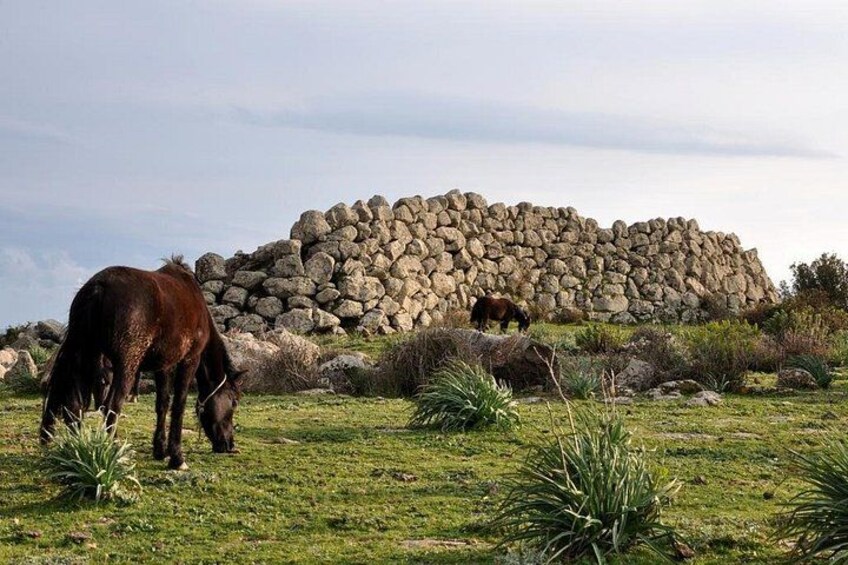 Giara Plateau - Horse 1