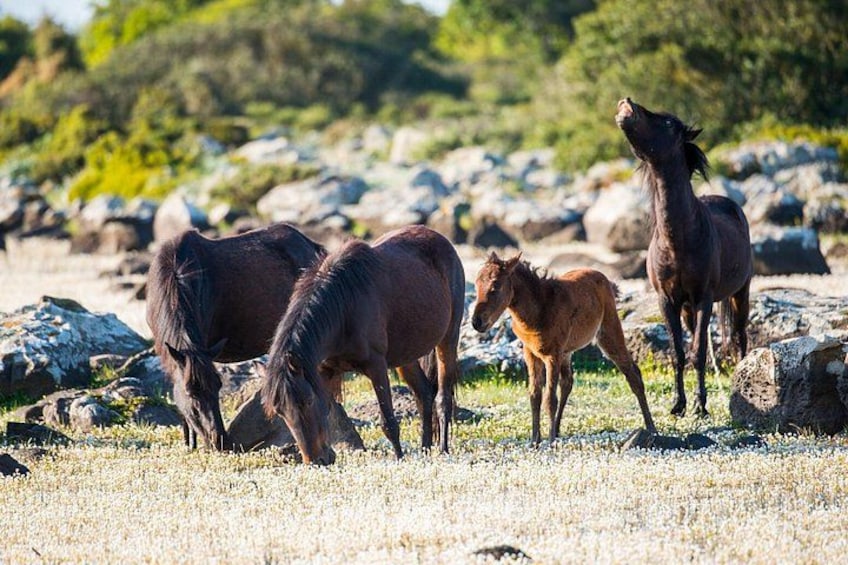 Giara Plateau - Horses 3