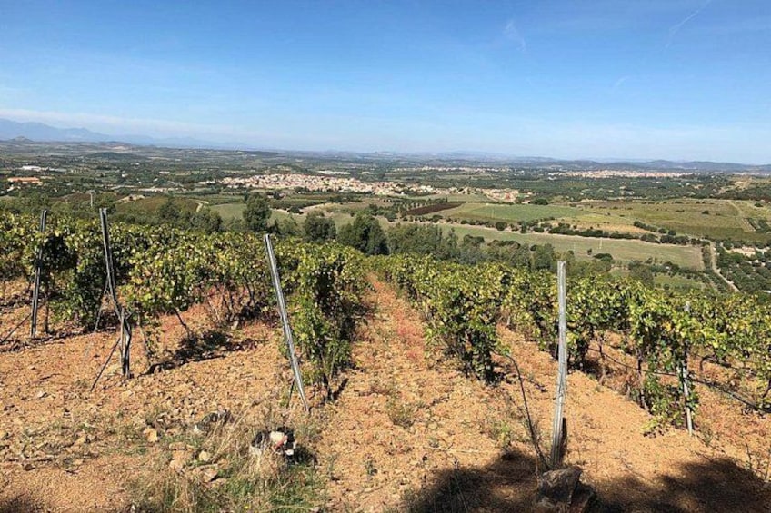 Small-Group Food and Wine Tour from Cagliari 3