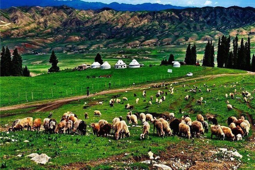A herd of sheep grazing in a green field with mountains in the background and yurts. 5