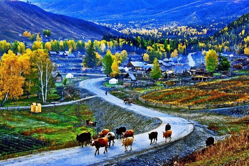 A rural landscape with a winding road, a herd of cattle, and houses in the background. 2