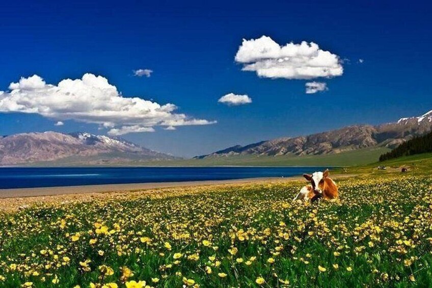 A field of yellow flowers, a cow, and a mountain range in the background. 3