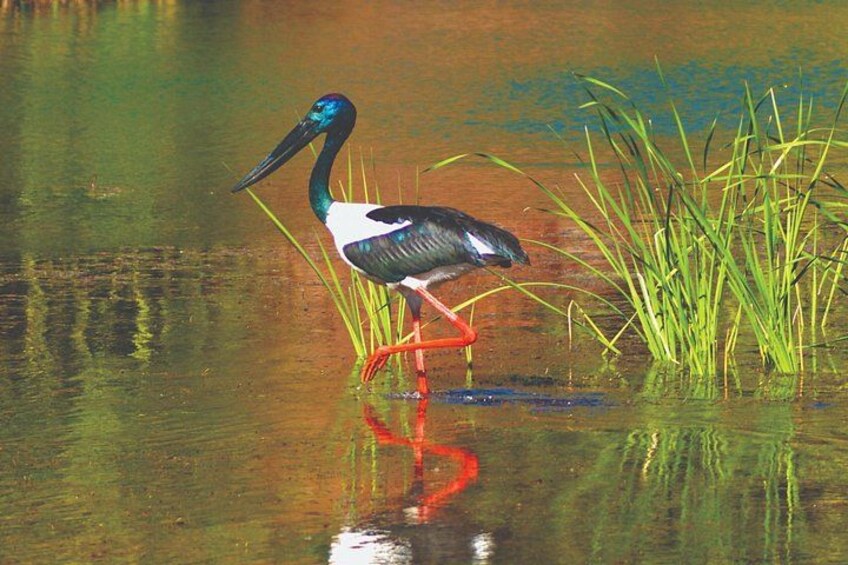 Jabiru - Penney Hayley 2