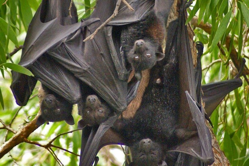 Bats hanging from a tree branch. 3