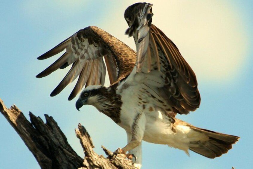 The majestic Osprey - Penney Hayley