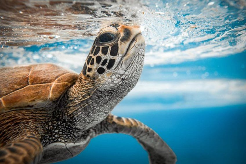Snorkel Cook Islands 2
