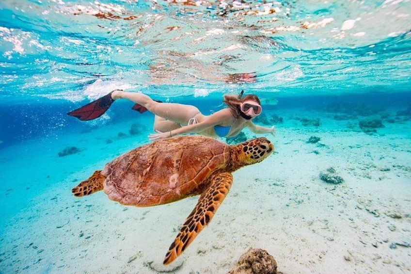 Swim With The Turtles Rarotonga 1