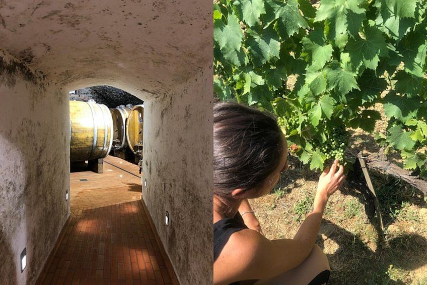 Un vignoble avec des rangées de vignes et une cave à vin contenant de grands tonneaux. 1