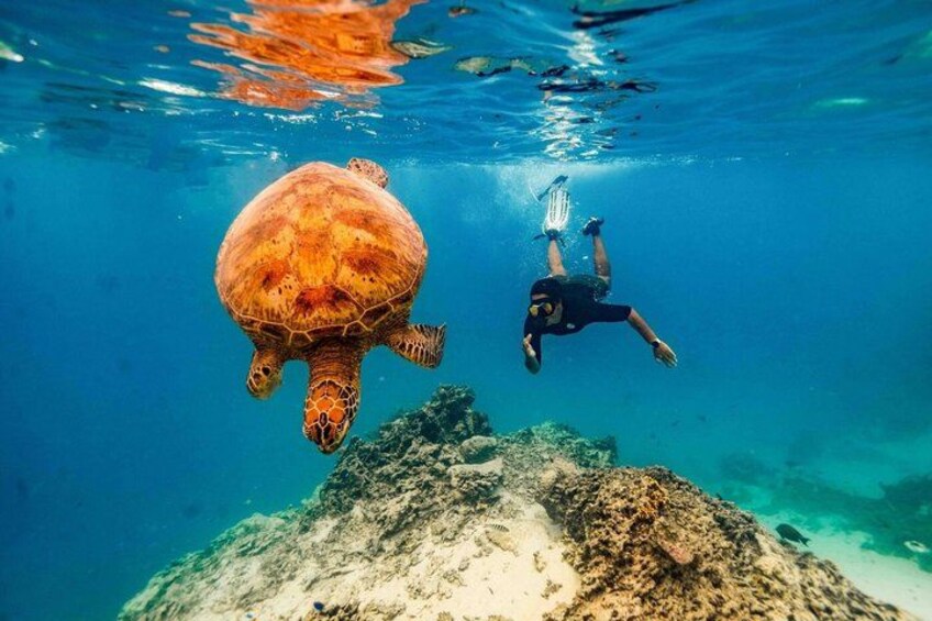 Rarotonga Turtle Snorkelling Cruise Shore Excursion 3