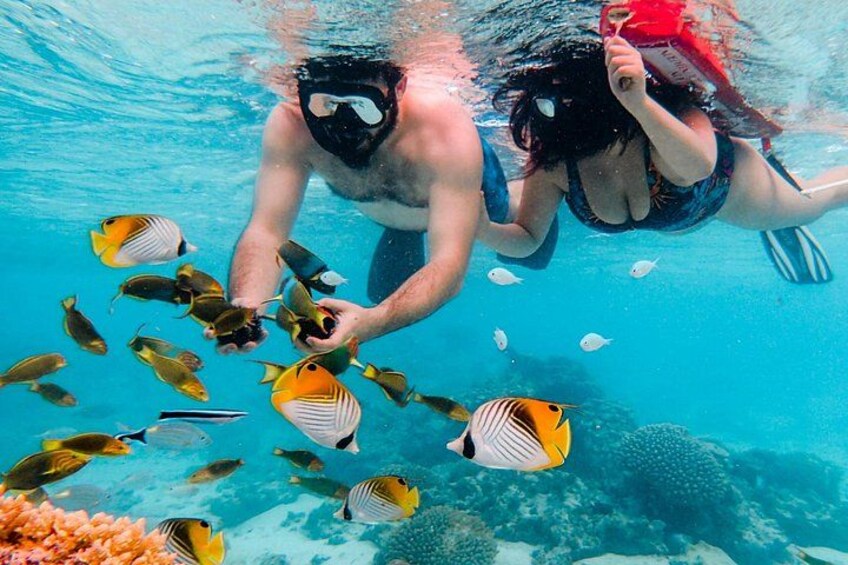 cook islands turtle tour 3