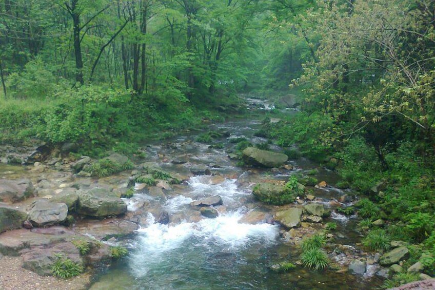 A forest stream with rocks and greenery. 4