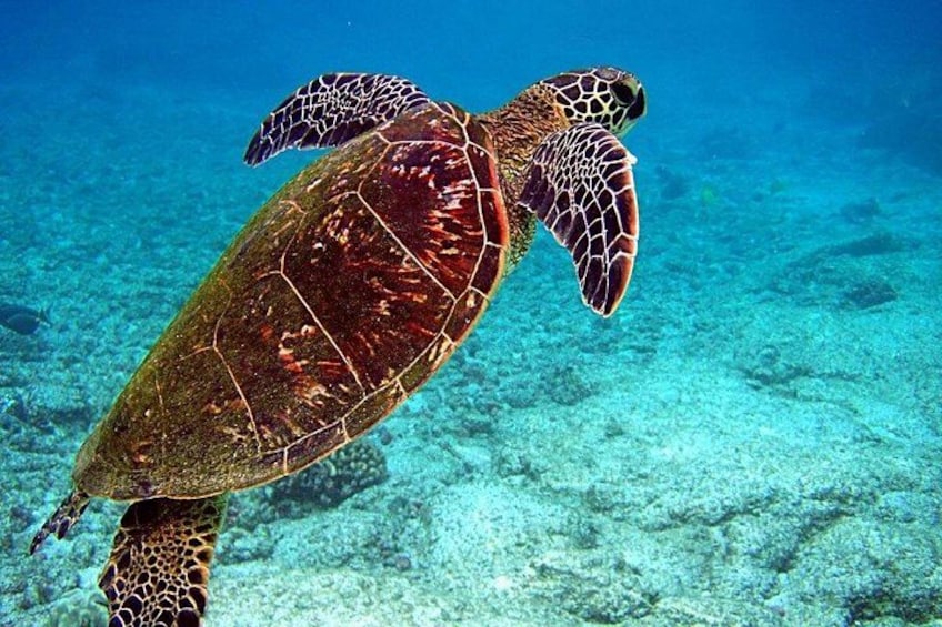 A sea turtle swimming underwater. 2