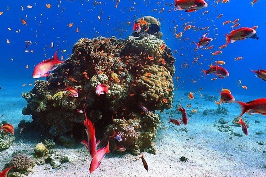 A coral reef with diverse fish species and a large coral formation. 4