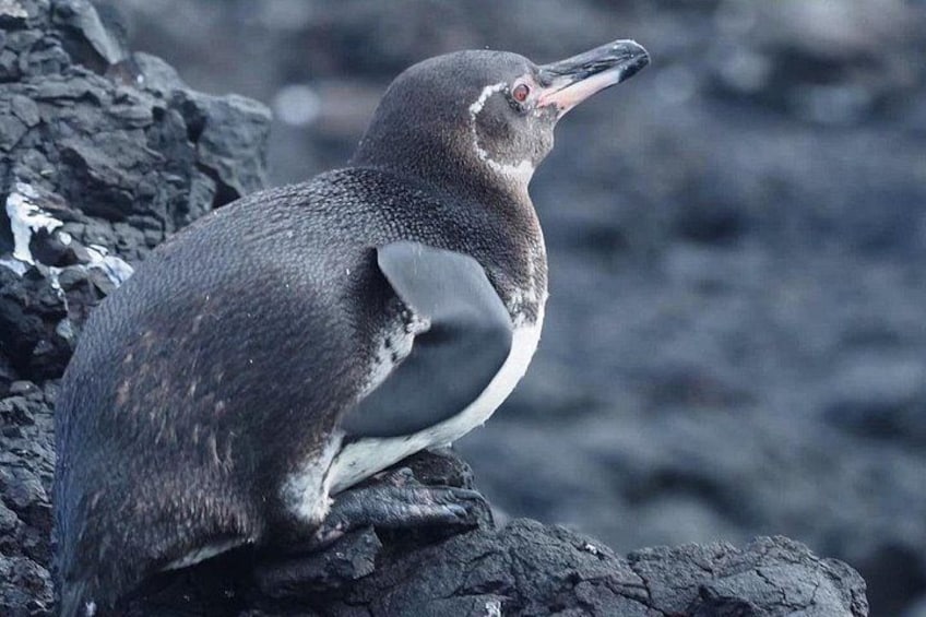 A penguin on a rocky surface. 2