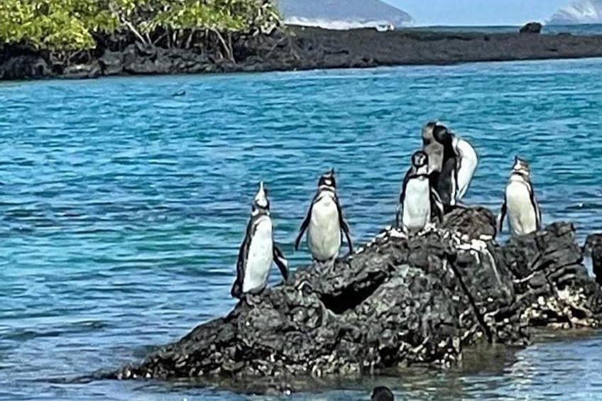 A group of penguins on a rocky outcrop by the water. 4