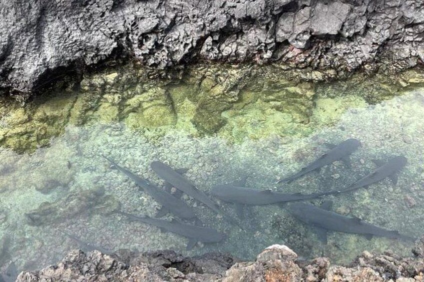 A rocky shoreline with clear water revealing submerged objects. 3