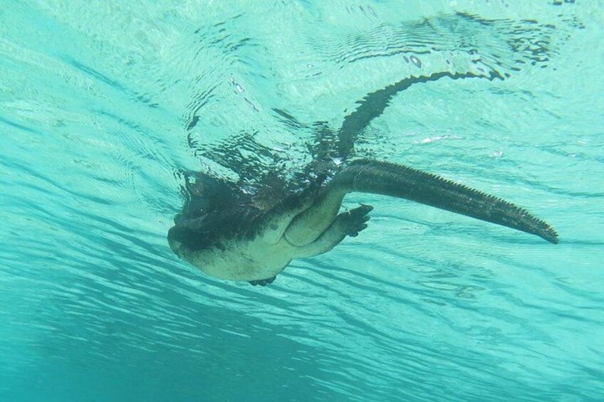 A large fish swimming underwater in clear blue water. 3