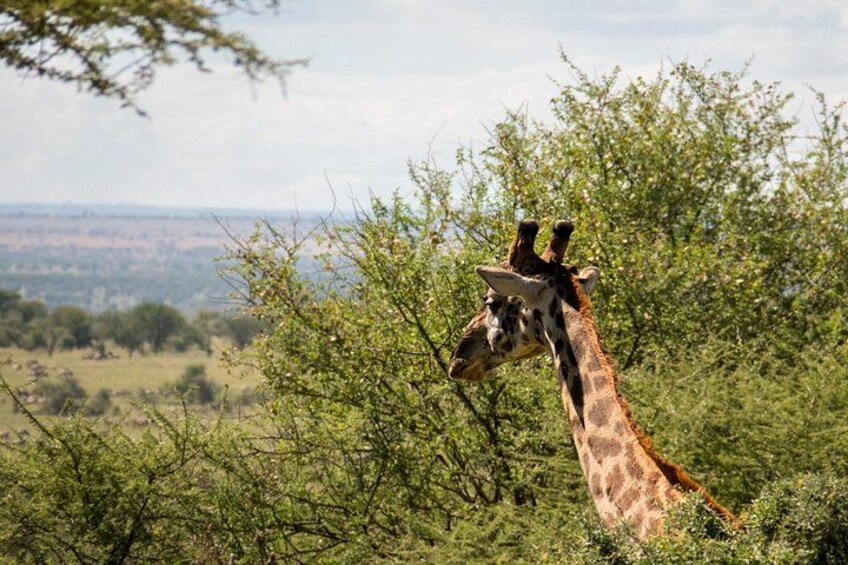 Daan Viljoen Sunrise Private Tour: A Wildlife Discovery Hike 1