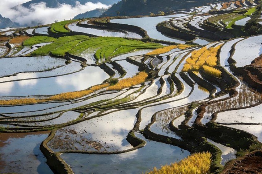 Terraced rice fields with water channels. 1