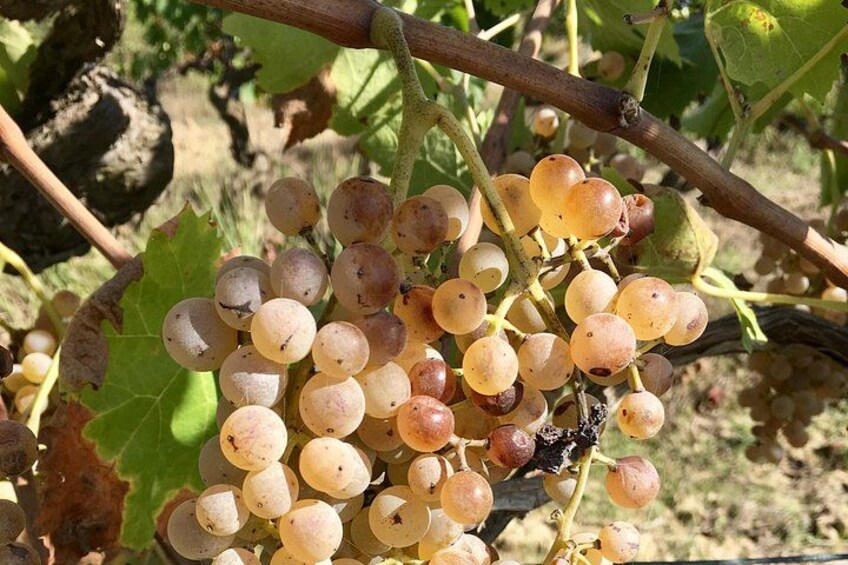 Racimos de uvas en una vid con hojas verdes. 2
