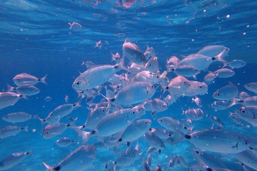 Ein Fischschwarm schwimmt im Ozean. 3