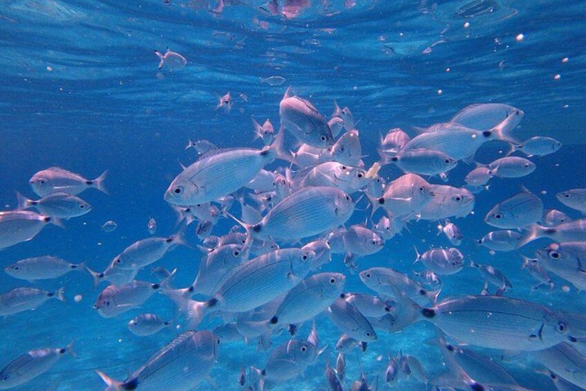 Snorkeling 5