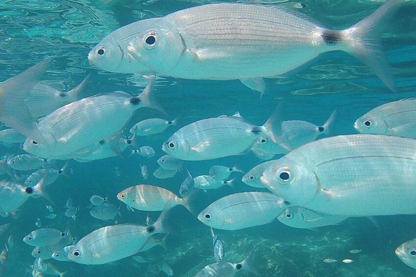 Un banco de peces nadando en aguas cristalinas. 5
