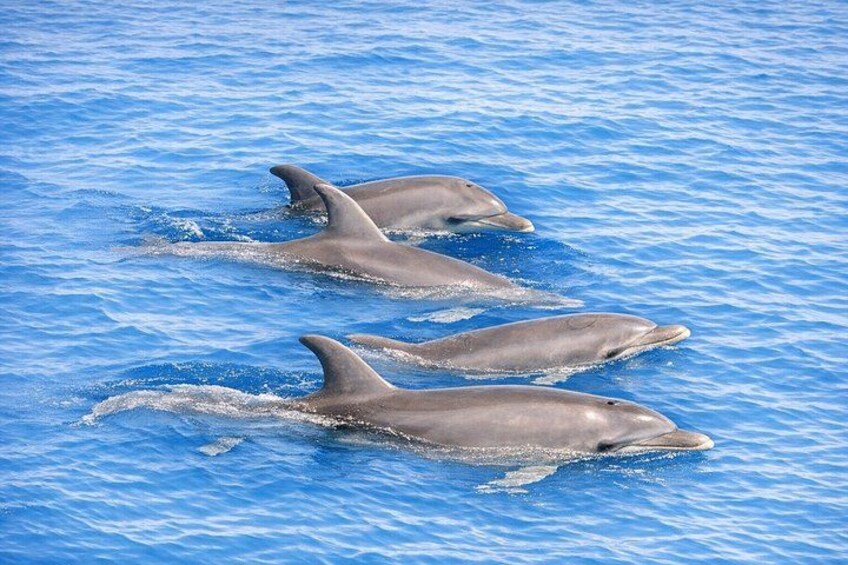 Dolphin Watching Tour with Snorkeling from Olbia 3