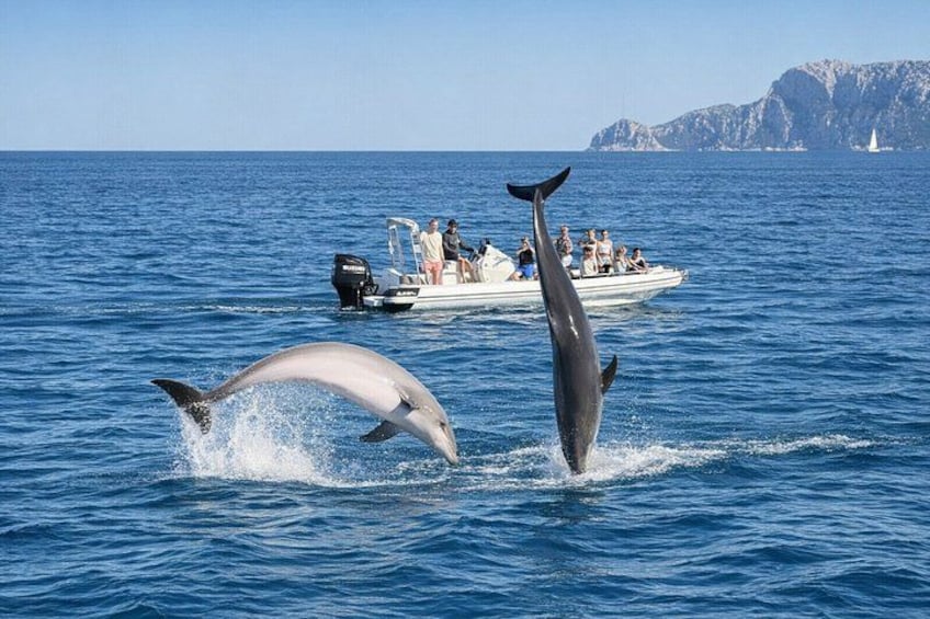 Dolphin Watching Tour with Snorkeling from Olbia 1