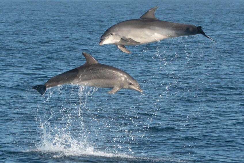 Dolphin Watching Tour with Snorkeling from Olbia 4