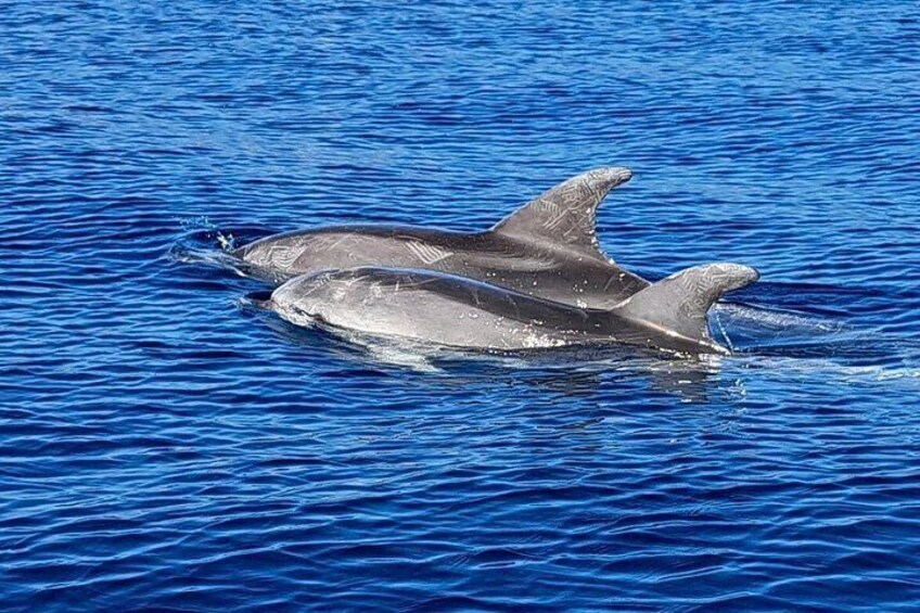 Dolphin Watching Tour with Snorkeling from Olbia 5